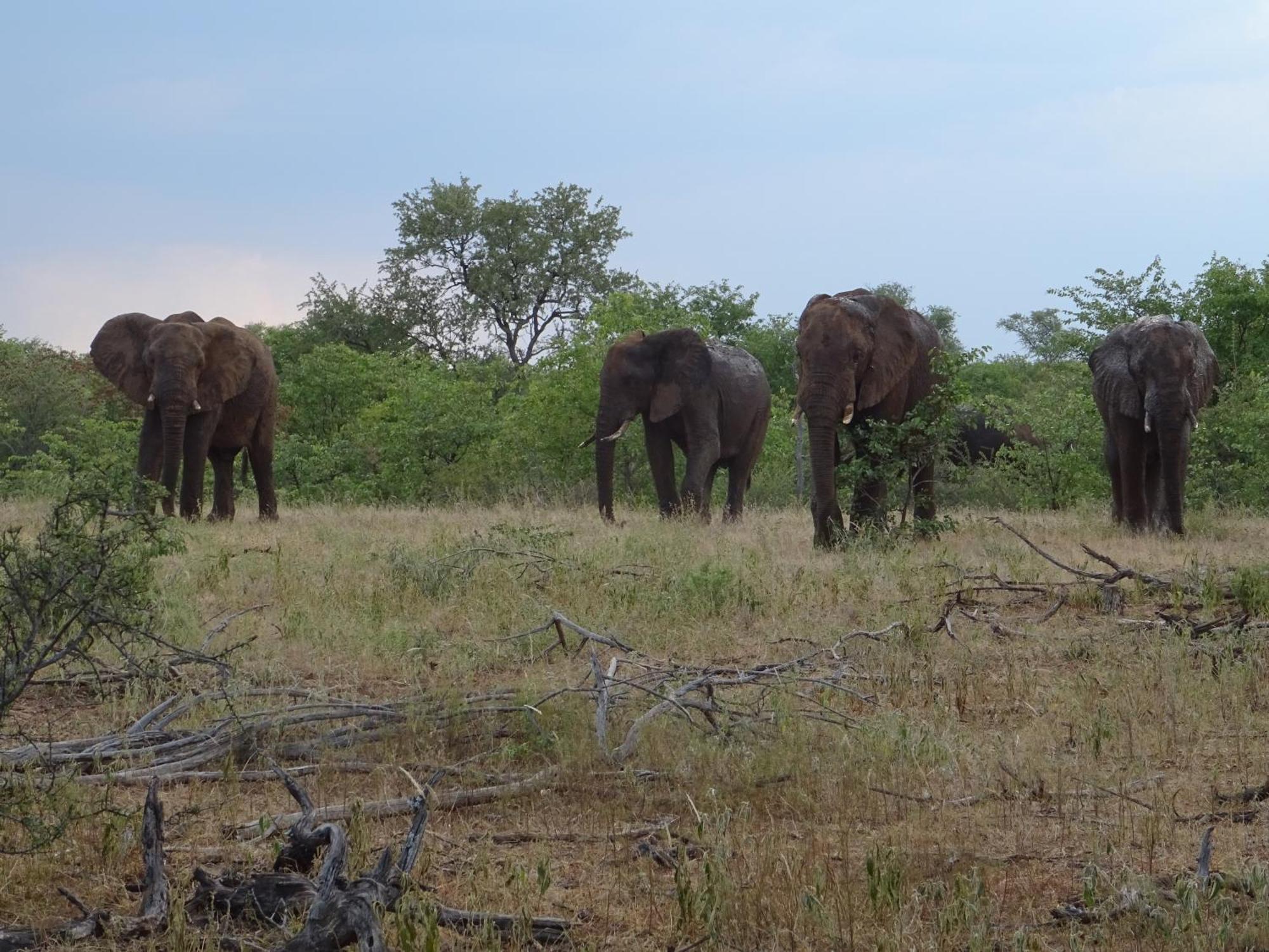 Limpokwena Nature Reserve Tokio Luaran gambar