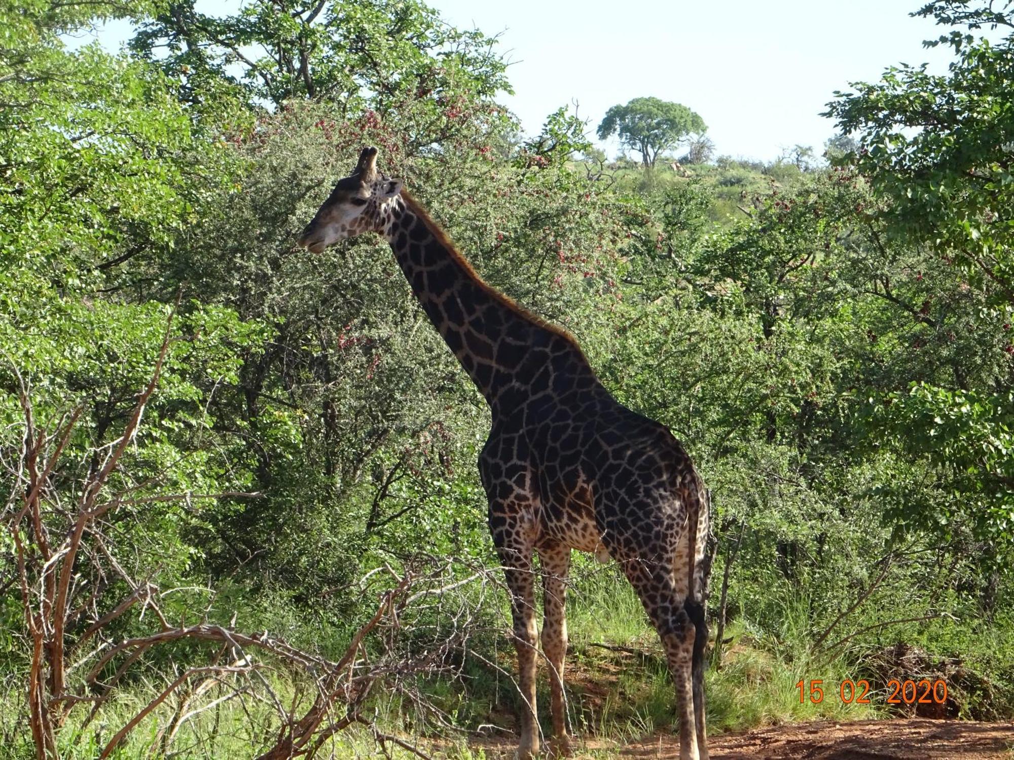 Limpokwena Nature Reserve Tokio Luaran gambar