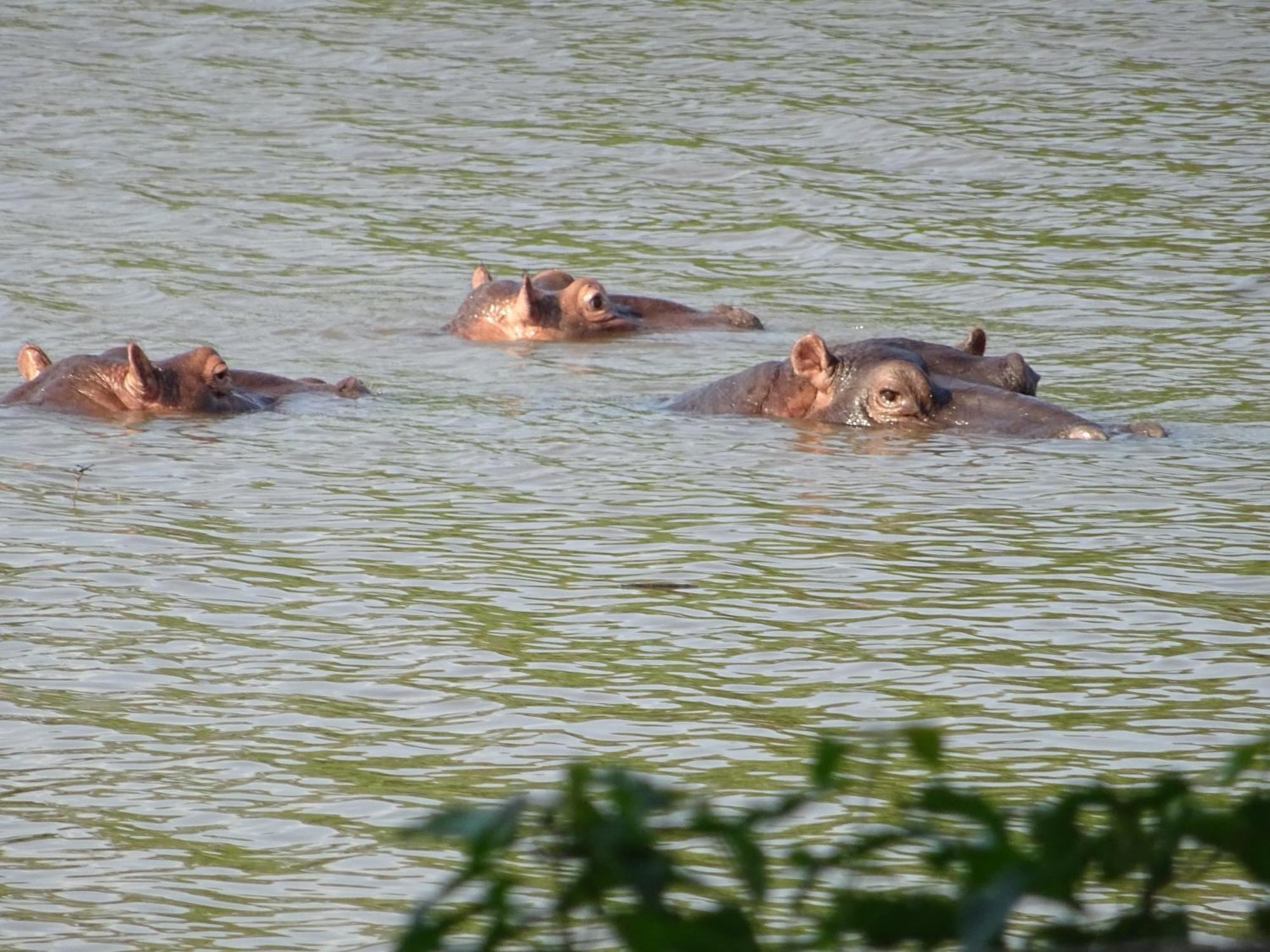 Limpokwena Nature Reserve Tokio Luaran gambar
