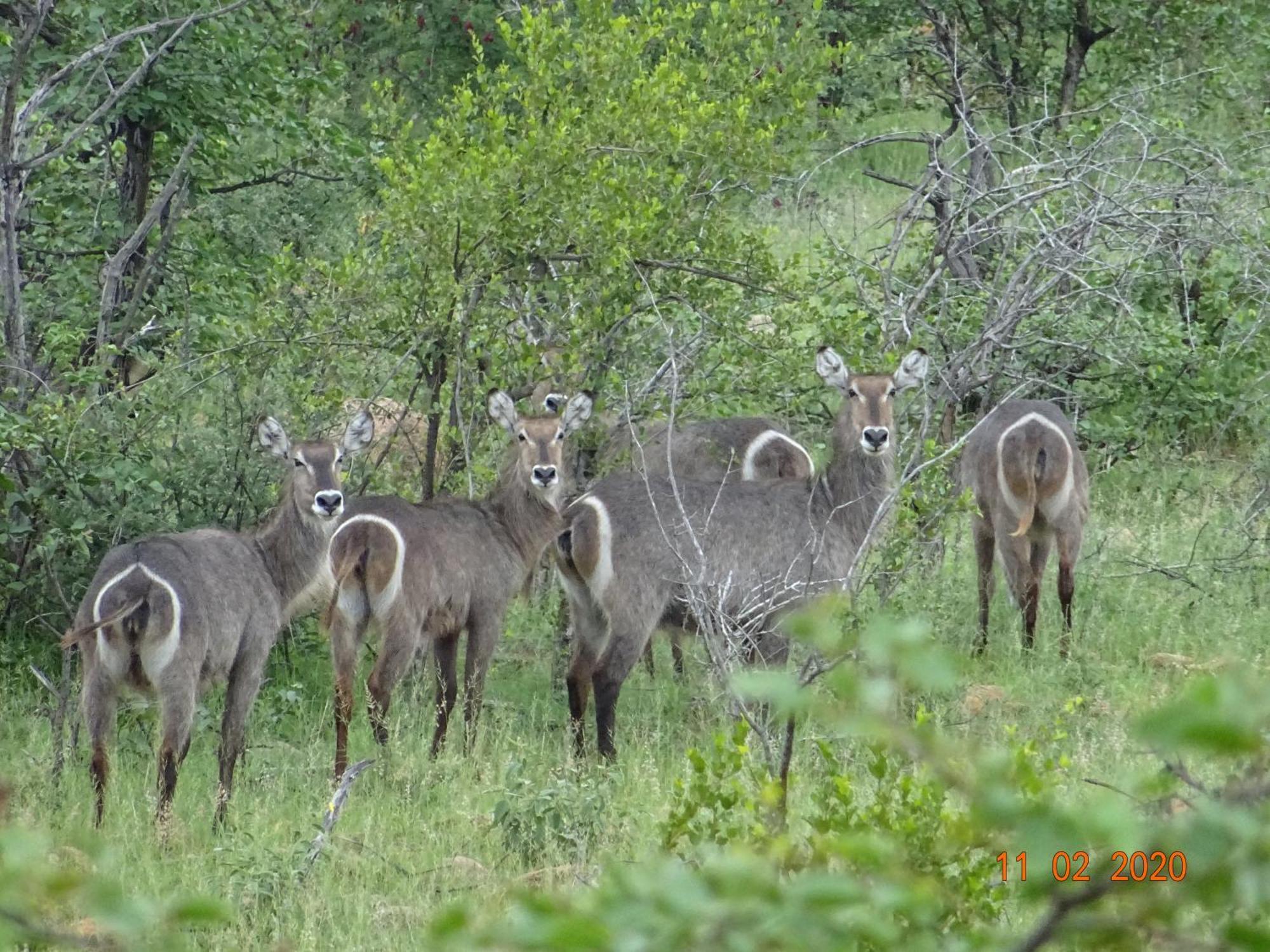 Limpokwena Nature Reserve Tokio Luaran gambar