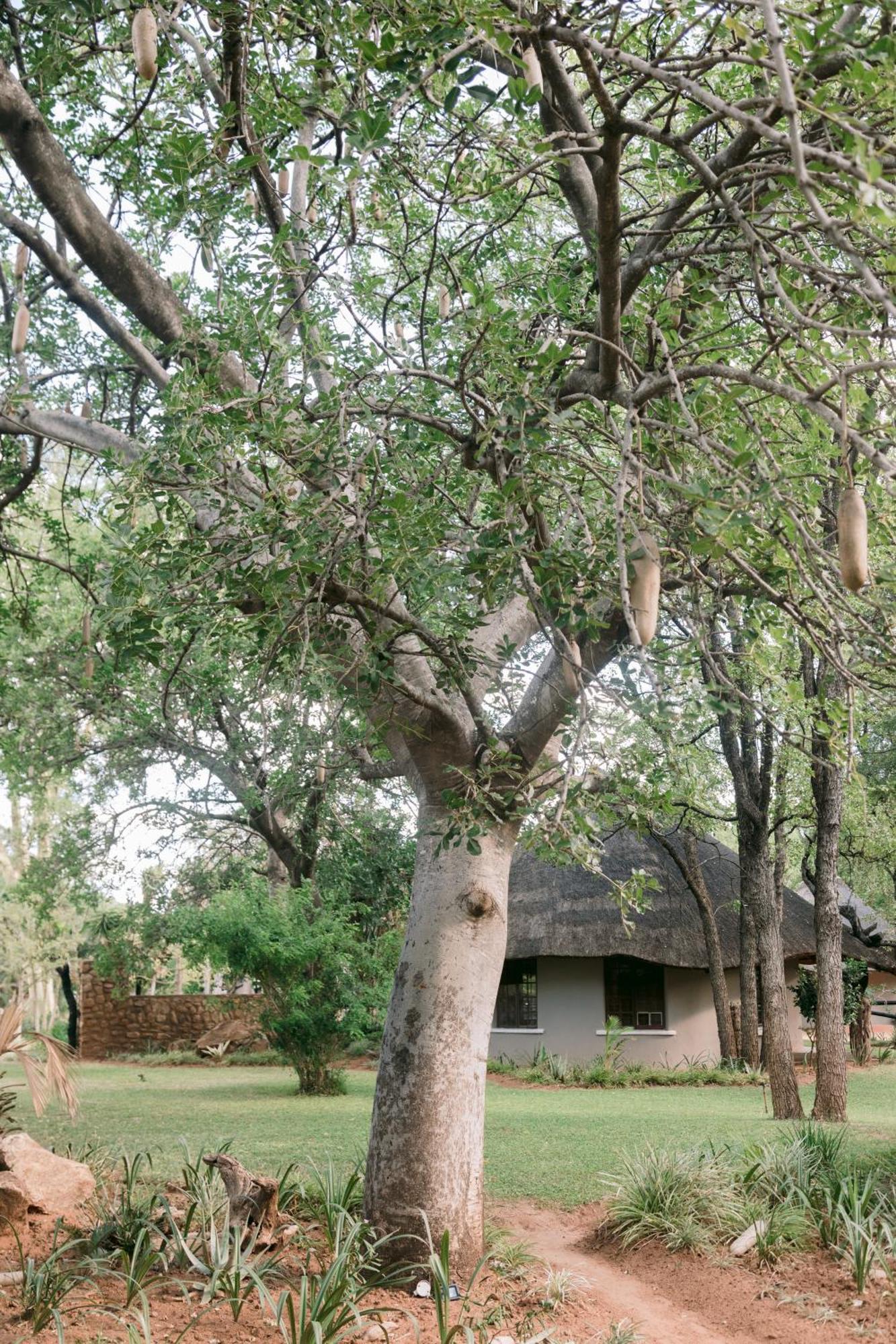 Limpokwena Nature Reserve Tokio Luaran gambar